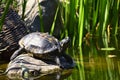 A beautiful turtle on a stone wild in nature by the pond. Trachemys scripta elegans