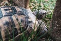Beautiful turtle with strong textured shell in grass. Sad tortoise looking through a fence to the future or maybe for quarantine Royalty Free Stock Photo