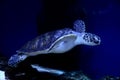 Beautiful turtle swimming in aquarium water