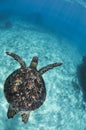 Beautiful turtle swimming in clear waters of Okinawa Royalty Free Stock Photo