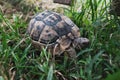 Beautiful turtle with textured shell unnoticeable in bright green grass. Reptile walking or crawling on a park ground. Serious Royalty Free Stock Photo