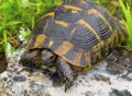 Beautiful turtle in the wild Royalty Free Stock Photo