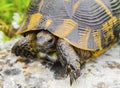 Beautiful turtle in the wild Royalty Free Stock Photo