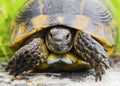 Beautiful turtle in the wild Royalty Free Stock Photo