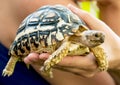 Beautiful turtle in a woman's hand