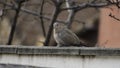 Beautiful turtledove on a fence