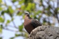 Beautiful turtledove Royalty Free Stock Photo