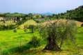 Beautiful Tuscany landscape and olive tree Royalty Free Stock Photo