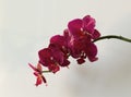 Beautiful twig of blooming purple orchid Royalty Free Stock Photo