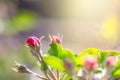 Beautiful twig of blossoming apple-tree, white-pink petals and green leaves, spring flowers.