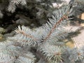 beautiful twig blue spruce in autumn