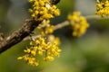 Beautiful twig with bright yellow flowers on blurred natural green background. Soft selective macro focus cornelian cherry blossom Royalty Free Stock Photo