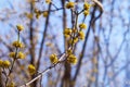 Beautiful twig with bright yellow flowers on blurred natural green background. Royalty Free Stock Photo