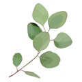 Beautiful twig with green leaves illustration on background. Stylish design