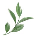 Beautiful twig with green leaves illustration on background. Stylish design