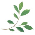 Beautiful twig with green leaves illustration on background. Stylish design