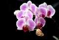 Beautiful twig of orchid flowers on a dark background - a close-up view