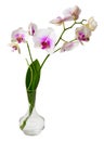 Beautiful twig orchid in a glass vase