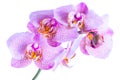 Beautiful twig pointed lilac orchid phalaenopsis is isolated on