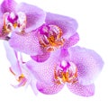 Beautiful twig pointed lilac orchid phalaenopsis is isolated on