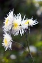 Beautiful twig of white chrysanthemums