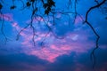 Beautiful twilight sky background with tree romantic environment Royalty Free Stock Photo