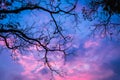 Beautiful twilight sky background with tree romantic environment Royalty Free Stock Photo