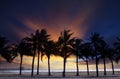 Beautiful twilight sky and dusky with silhouete coconut tree on