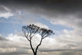 Beautiful twin trees in the cloudy blue sky Royalty Free Stock Photo