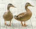 Beautiful Twins, Youth Mallard Ducks on a Pier, Lamarche, Quebec