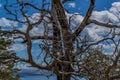 Beautiful twisted crooked branches of dry dead bare tree after fire, blue sky with clouds