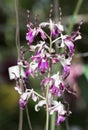 Beautiful Twisted Dendrobium orchid flower