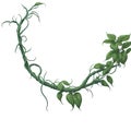 Beautiful Twisted Jungle Vines Plant with Green Leafs