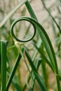 A beautiful twisted spiral of an arrow of young green garlic on a blurred sunny green background.