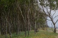 Beautiful twisted trees growing right next to the sandy hot beach