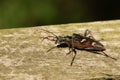 A beautiful Two-banded Longhorn Beetle Rhagium bifasciatum perching on a log in woodland.