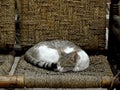 A beautiful two-colored cat with a round body rests its head on its hands and lies on a wicker sofa