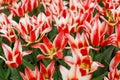 Beautiful two colored, red and white tulips flowerbed Royalty Free Stock Photo