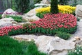 Beautiful two colored, red and white tulips flowerbed Royalty Free Stock Photo