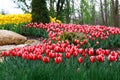 Beautiful two colored, red and white tulips flowerbed Royalty Free Stock Photo