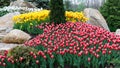 Beautiful two colored, red and white tulips flowerbed Royalty Free Stock Photo