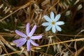 two cosmeya flowers growing in the middle of a field with stubble left Royalty Free Stock Photo