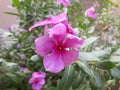 With two flower green leaves of nice pink color