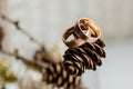 Beautiful two gold wedding rings lying on a pile of pine cones.Invitation card.Copy space. Love concept.Golden wedding Royalty Free Stock Photo