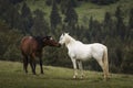 Beautiful two horses playing on a green landscape with fir trees in background. Comanesti, Romania Royalty Free Stock Photo