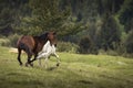 Beautiful two horses playing on a green landscape with fir trees in background. Comanesti, Romania Royalty Free Stock Photo