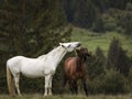 Beautiful two horses playing on a green landscape with fir trees in background. Comanesti, Romania Royalty Free Stock Photo