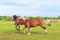 Beautiful two horses running at a gallop in the pasture, in the field, free in summer time Royalty Free Stock Photo