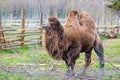 Beautiful two humps camel in a farm or zoo