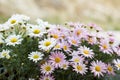 Beautiful two kinds of daisies hanging in a balcony flower pot Royalty Free Stock Photo